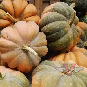 Fairytale (Musquee de Provence) Pumpkin