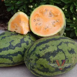Orangeglo Watermelon