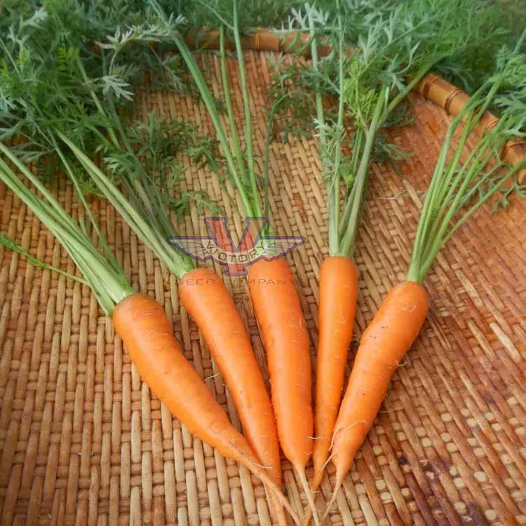 Shin Kuroda Carrot