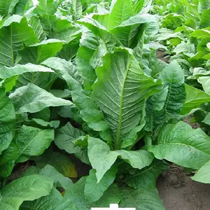 MD 609 Tobacco (Maryland 609)