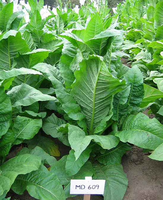 MD 609 Tobacco (Maryland 609)