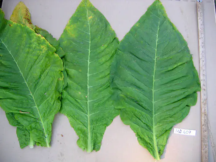 MD 609 Tobacco (Maryland 609)