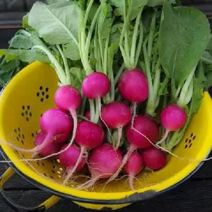 Purple Plum Radish