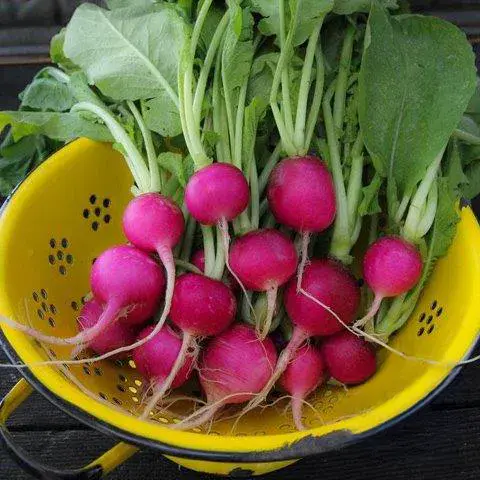 Purple Plum Radish