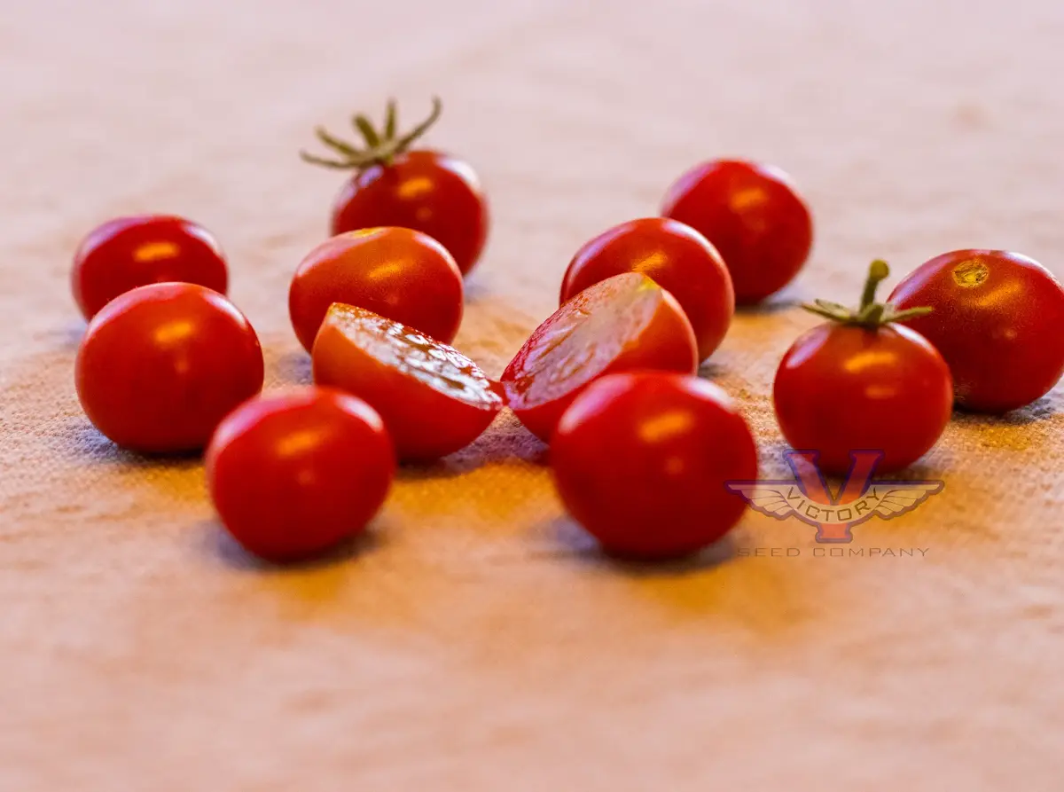 Dwarf Irma's Highland Cherry Tomato