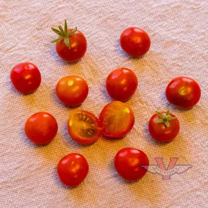 Dwarf Irma's Highland Cherry Tomato