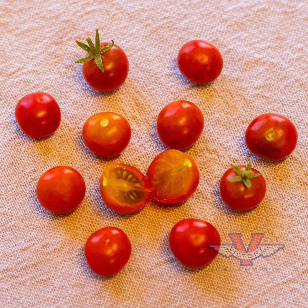 Dwarf Irma's Highland Cherry Tomato