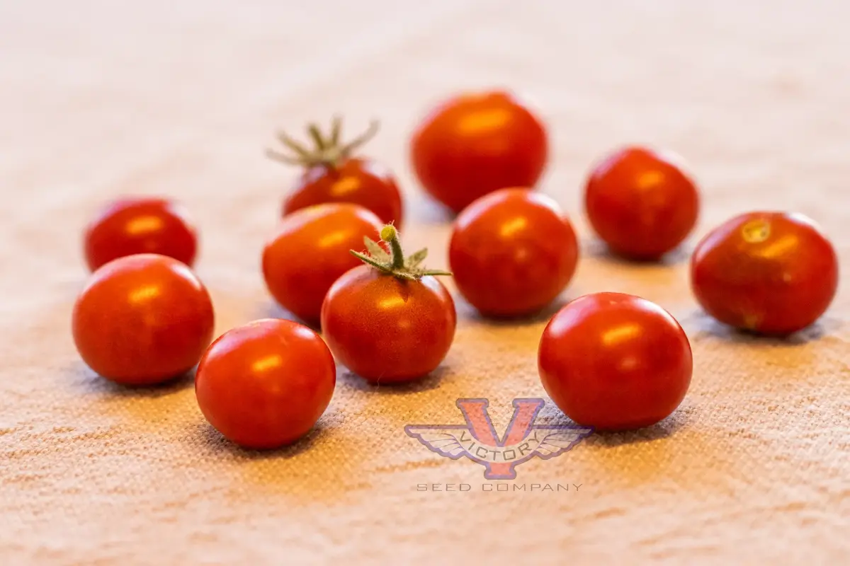Dwarf Irma's Highland Cherry Tomato