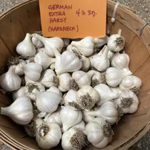 German Extra Hardy Garlic (Hardneck)