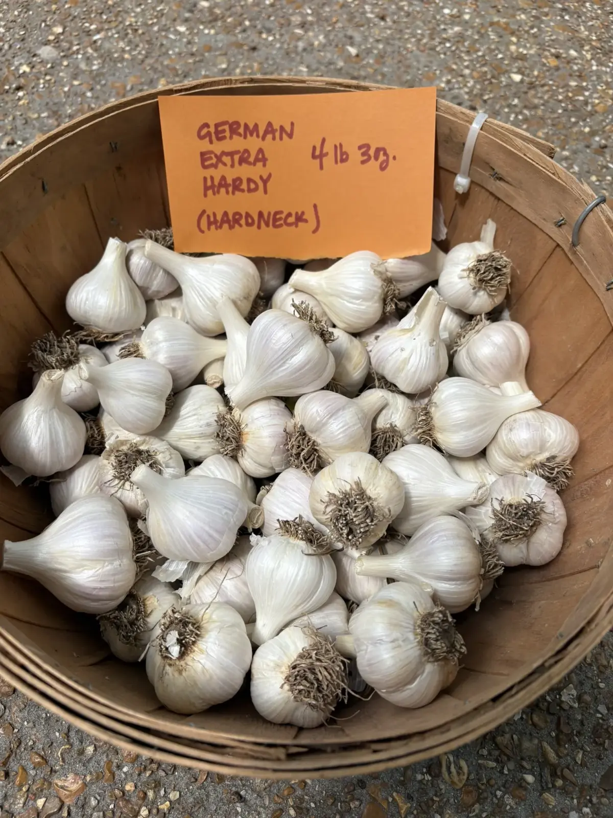 German Extra Hardy Garlic (Hardneck)