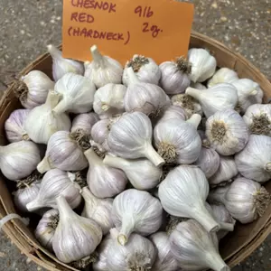 Chesnok Red Garlic (Hardneck)