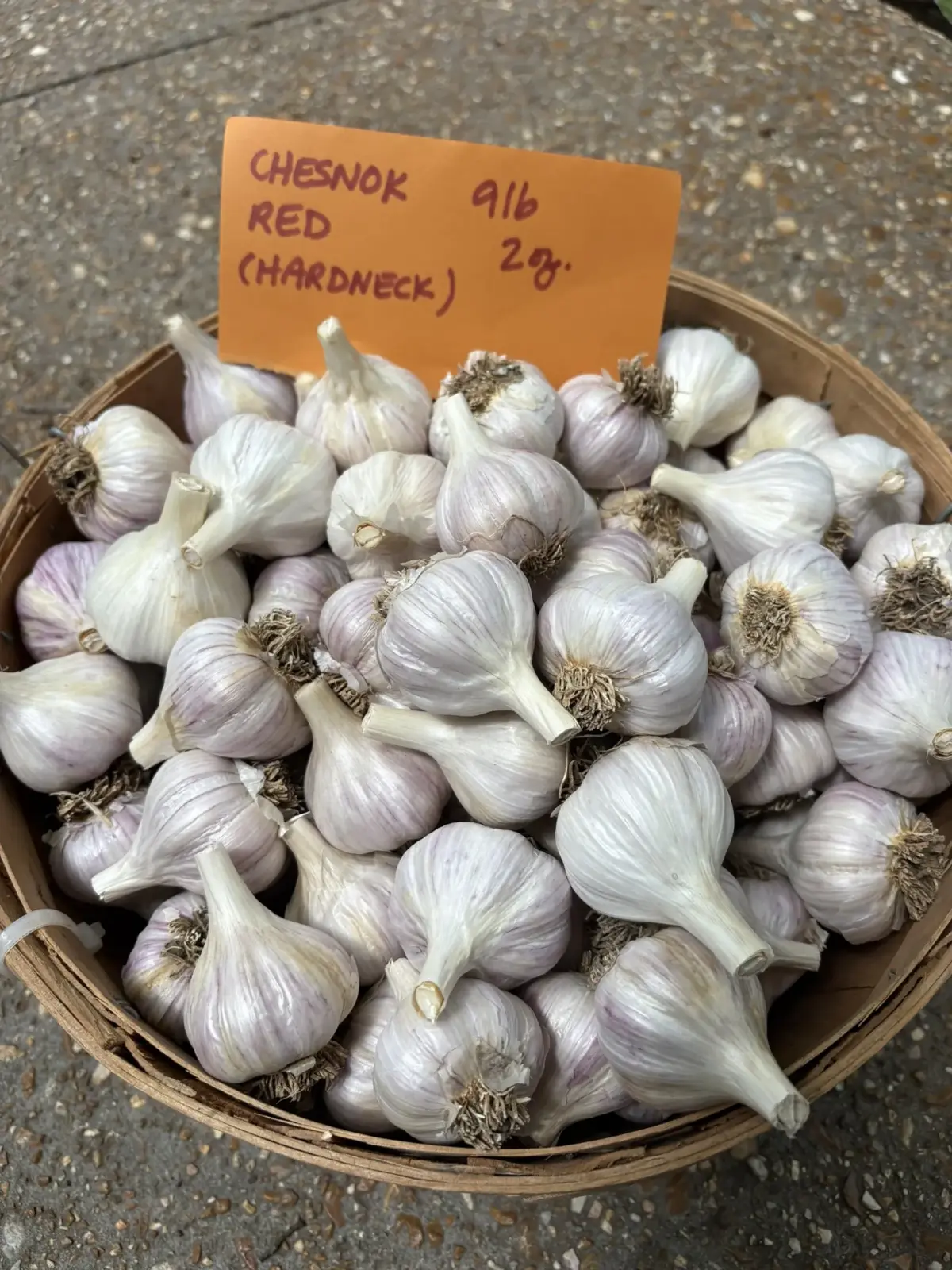 Chesnok Red Garlic (Hardneck)