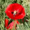 Flanders Poppy