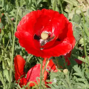 Flanders Poppy