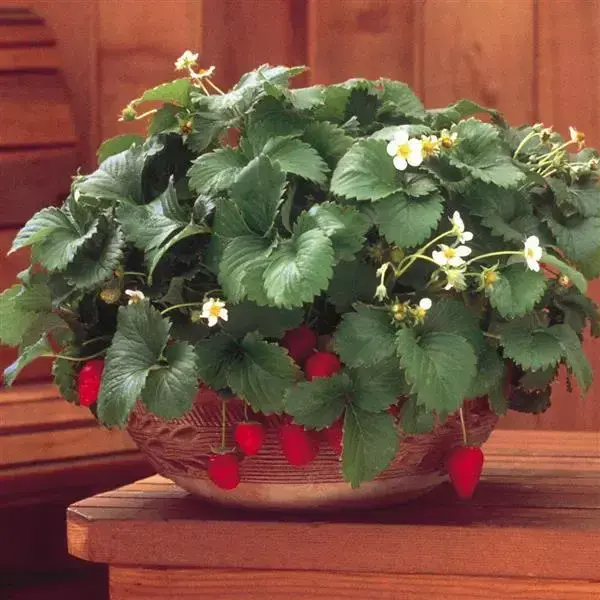 Fresca Strawberry Seeds