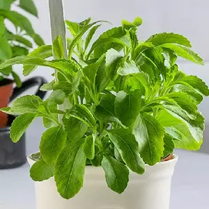 Candy Stevia
