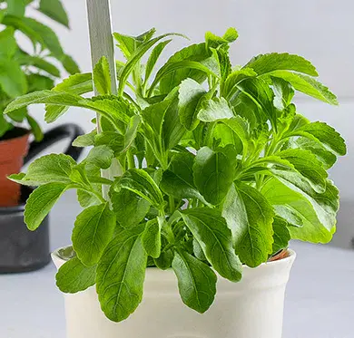 Candy Stevia