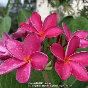 Plumeria 'Miami Rose'