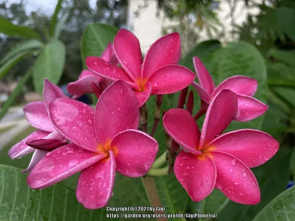Plumeria 'Miami Rose'