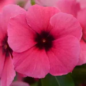 Vinca 'Tattoo™ Raspberry