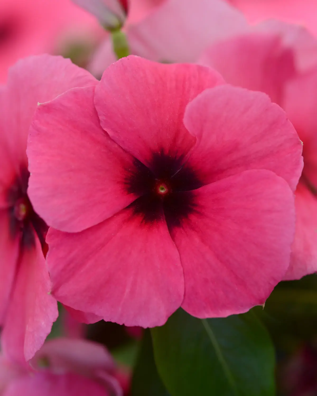 Vinca 'Tattoo™ Raspberry