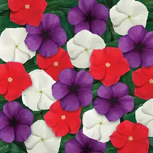 Vinca 'Tattoo™ American Pie Mixture'
