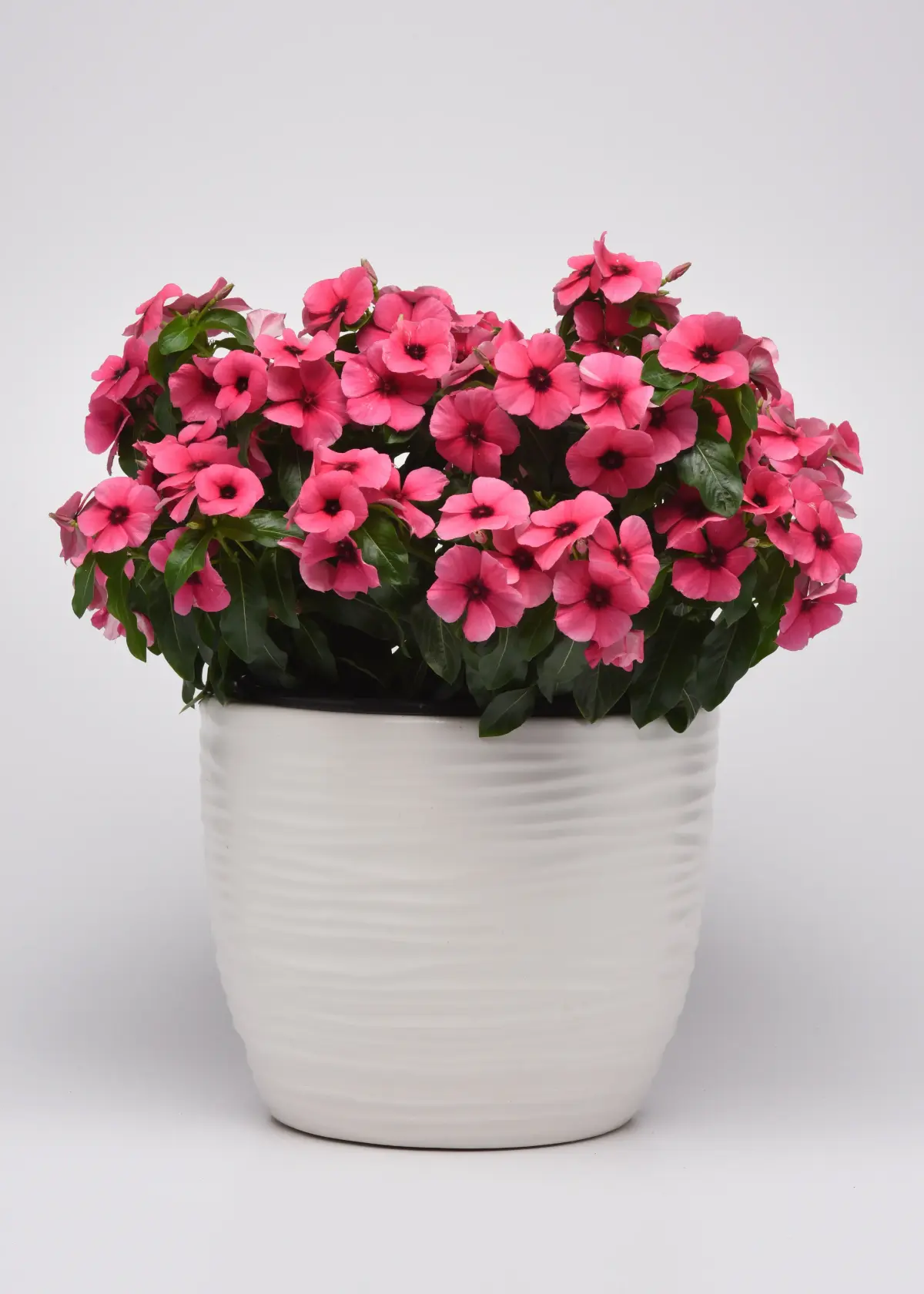 Vinca 'Tattoo™ Raspberry