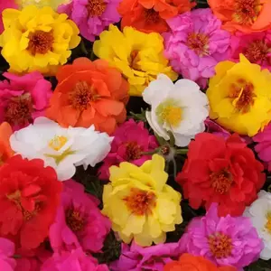 Portulaca (Moss Rose) Happy Trails™ Mix