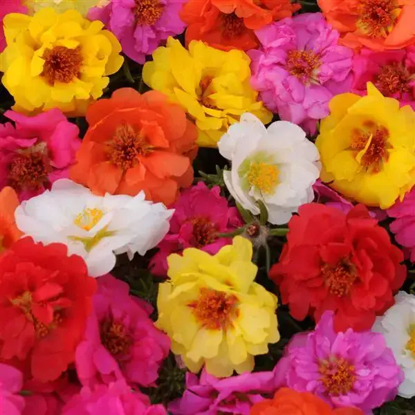 Portulaca (Moss Rose) Happy Trails™ Mix
