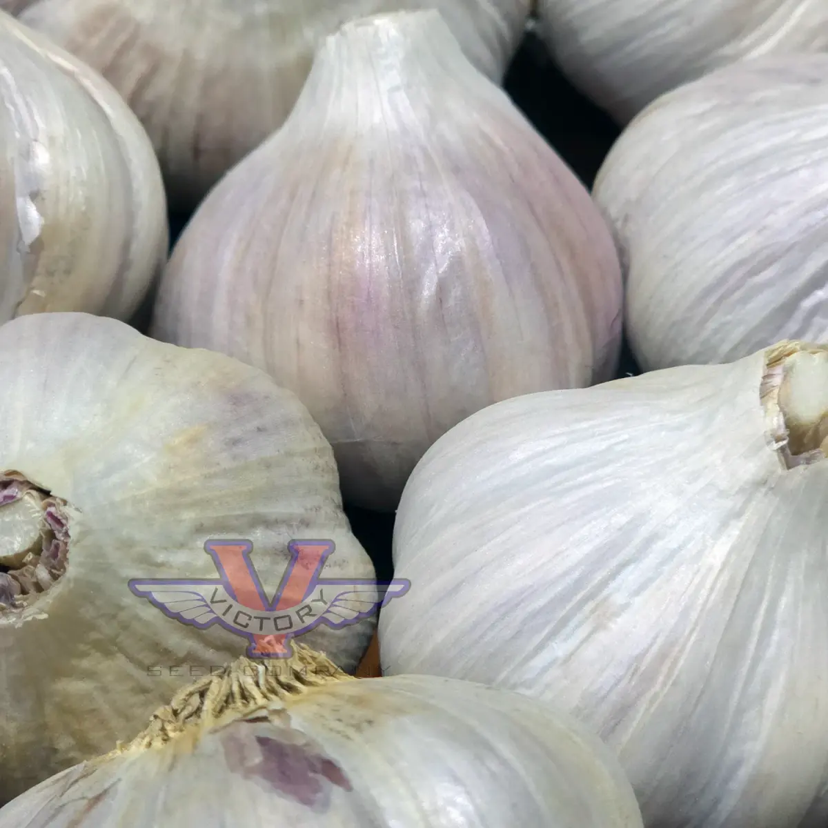 Duganski Garlic (Hardneck)