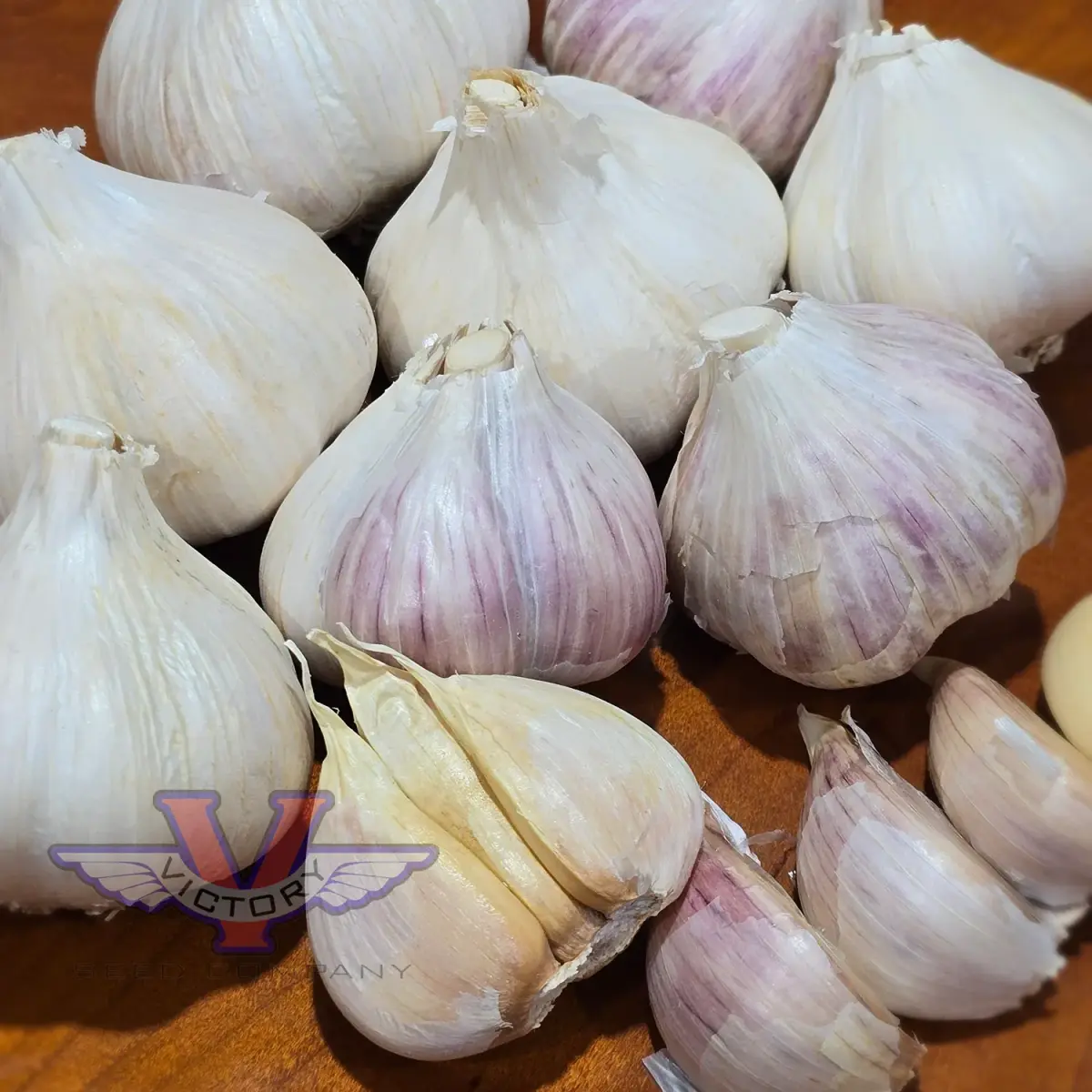 Music Garlic (Hardneck)