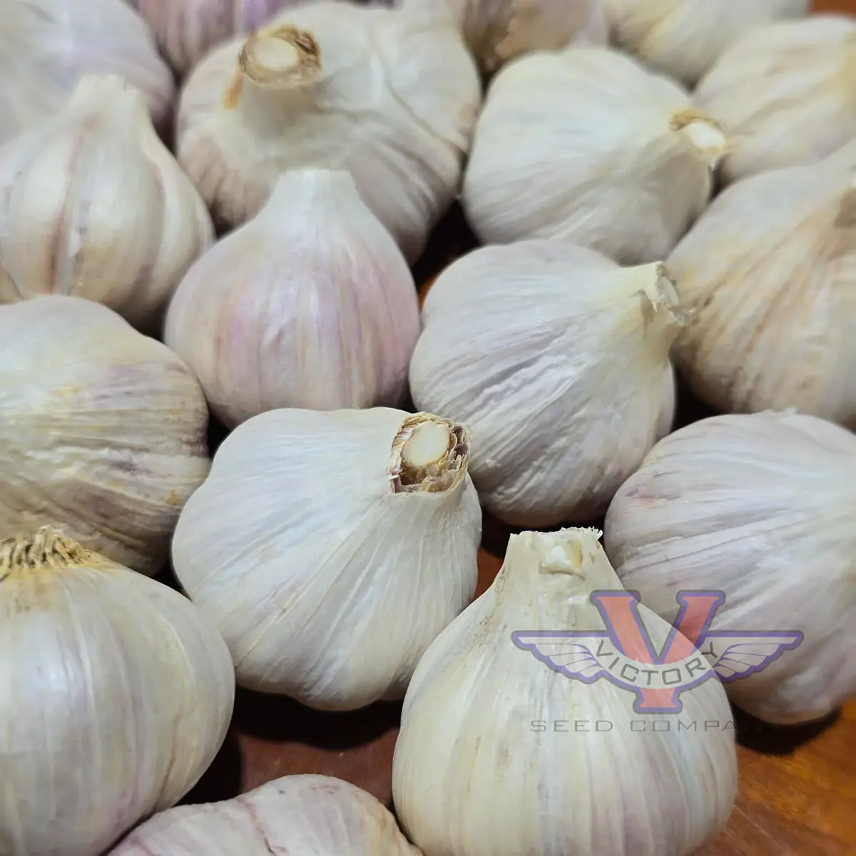 Duganski Garlic (Hardneck)