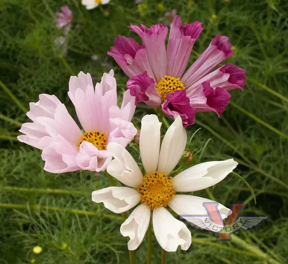 Cosmos, Sea Shells Mix