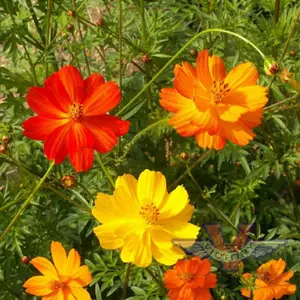 Cosmos, Bright Lights