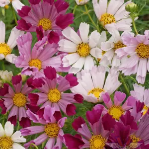 Cosmos, Sea Shells Mix