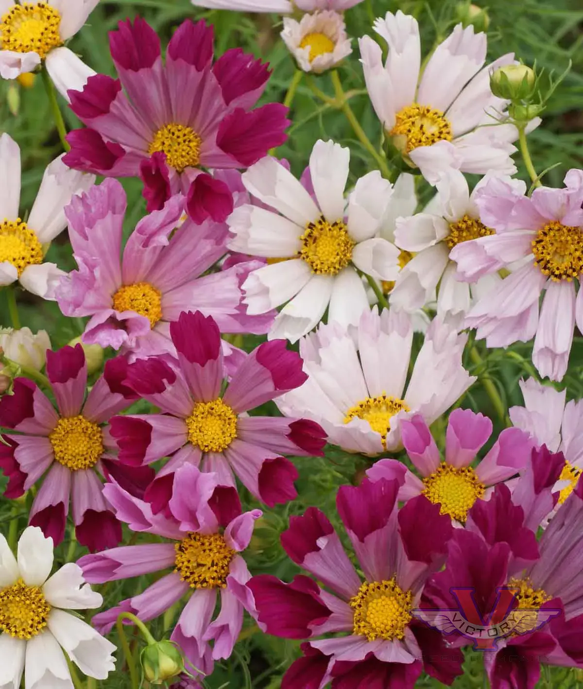 Cosmos, Sea Shells Mix