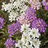 Dwarf Candytuft