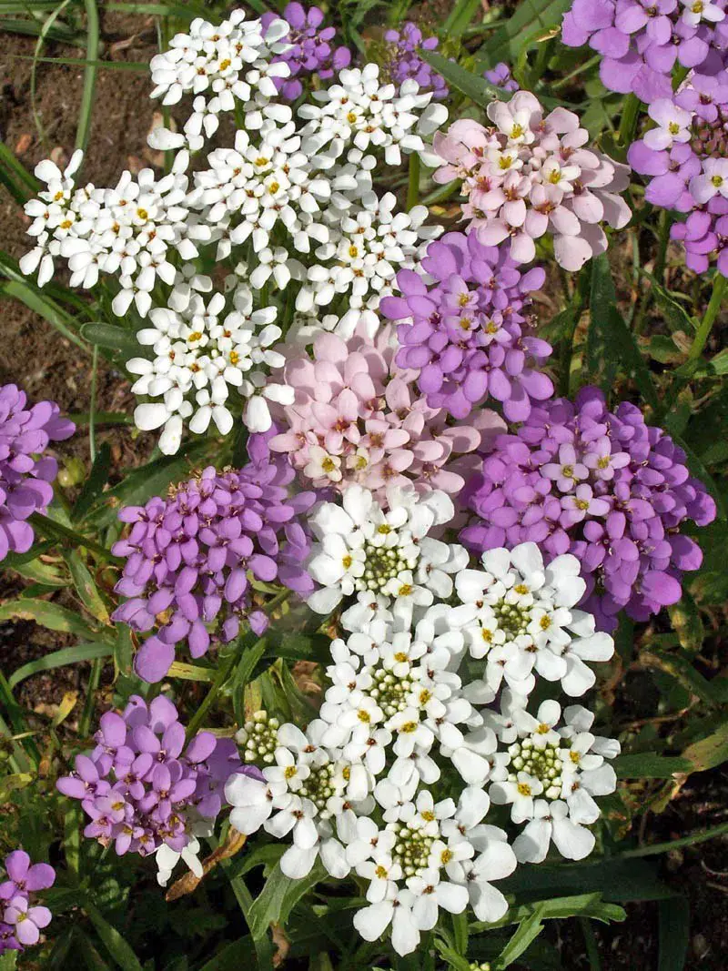Dwarf Candytuft