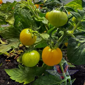 Venus Tomato