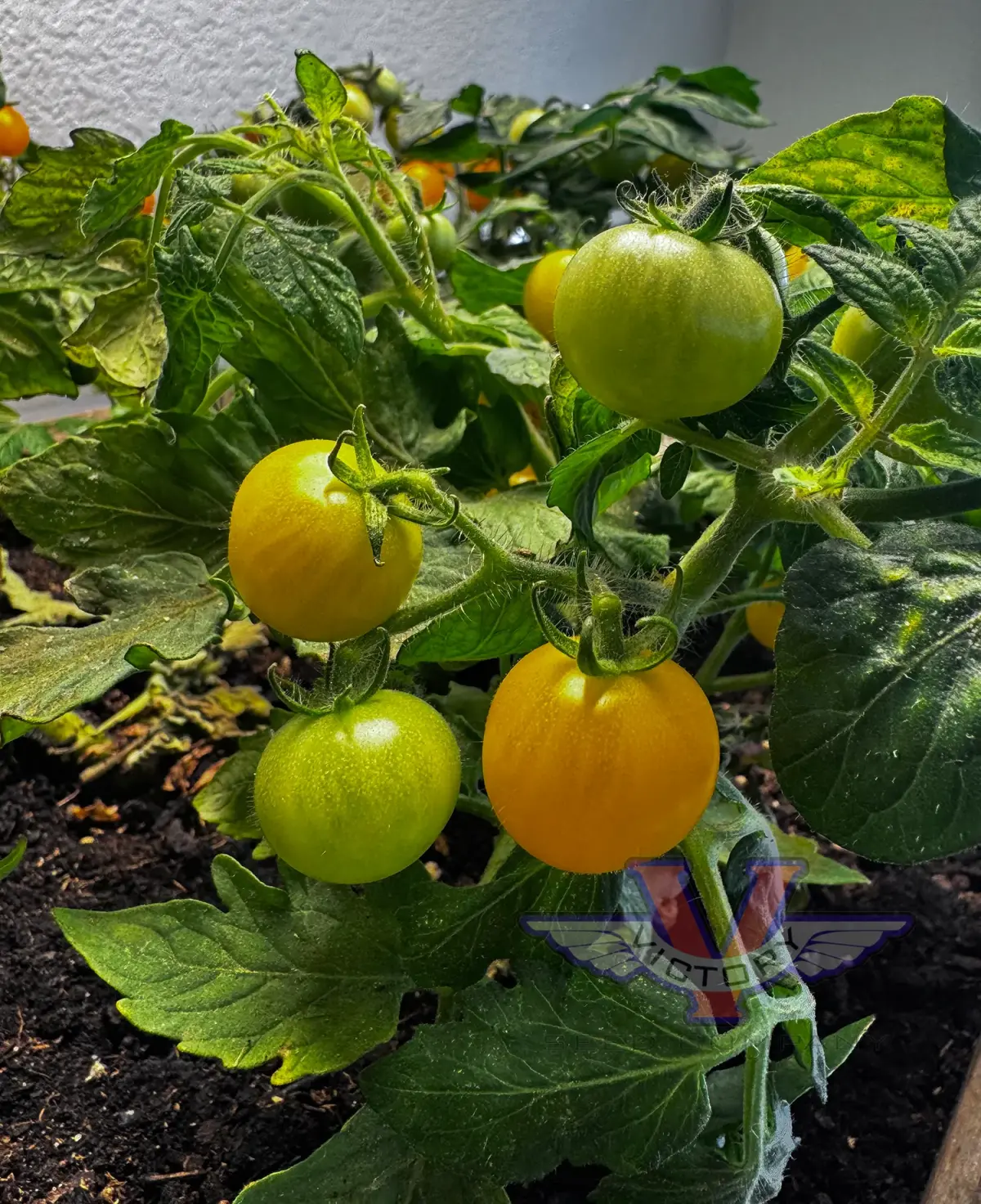 Venus Tomato