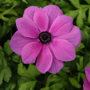 Anemone Mona Lisa® Orchid Shade