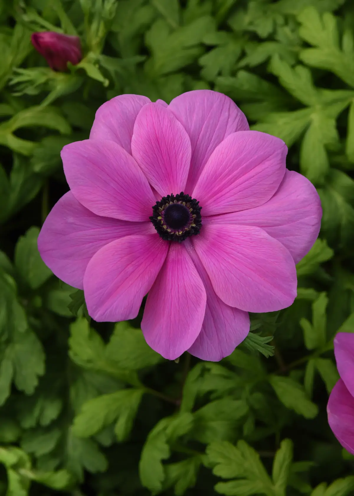 Anemone Mona Lisa® Orchid Shade