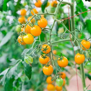 Sungold F1 Tomato