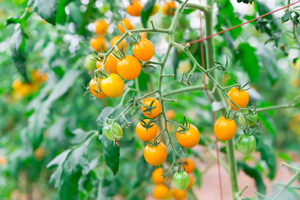 Sungold F1 Tomato