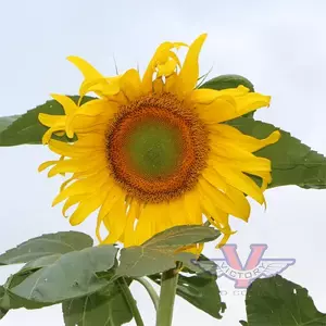 Mongolian Giant Sunflower