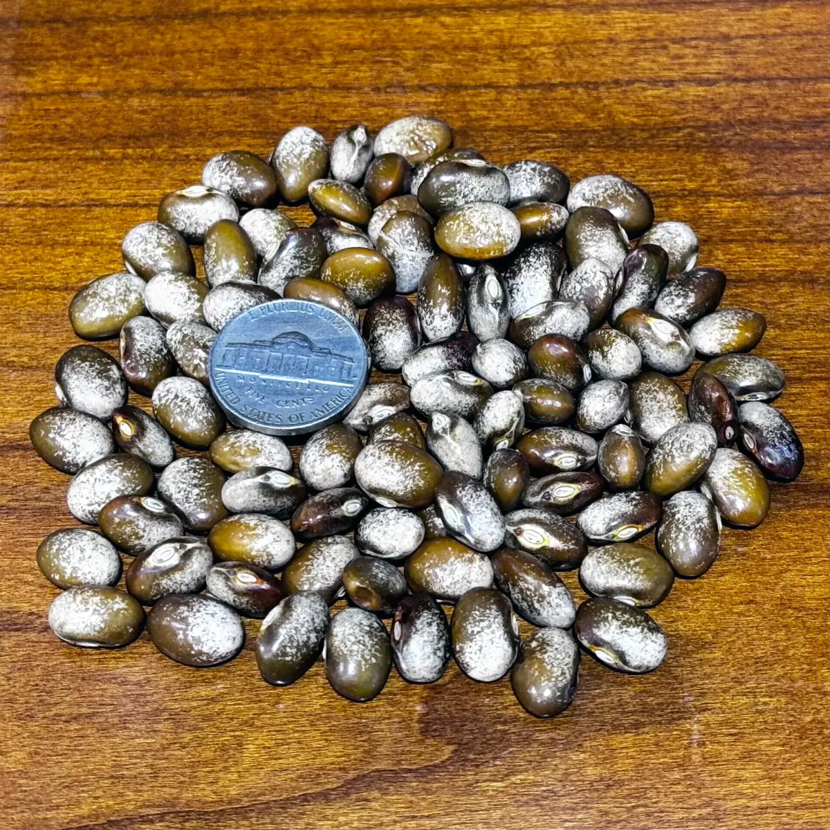 Turkey Craw Pole Garden Bean