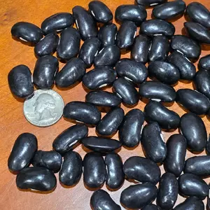 Black Coat Runner Bean