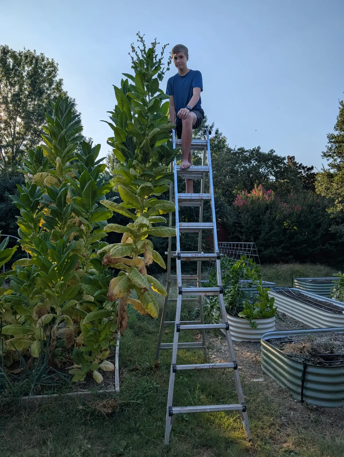 Burley Mammoth (aka KY16) Tobacco