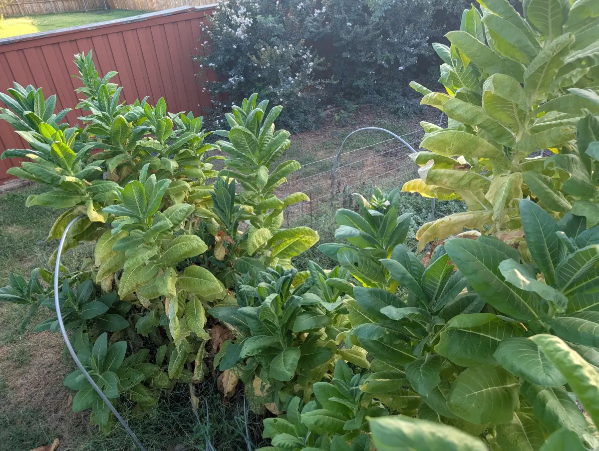 Burley Mammoth (aka KY16) Tobacco