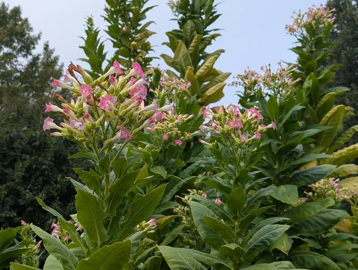 Burley Mammoth (aka KY16) Tobacco